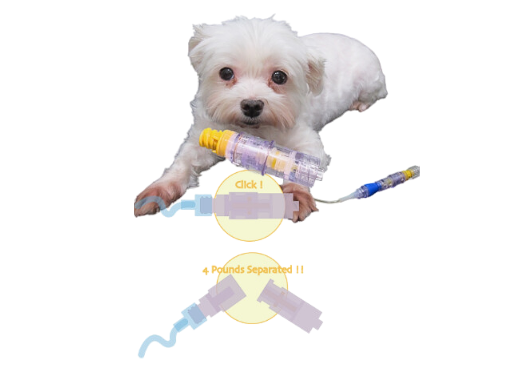 Veterinary Safety Infusion